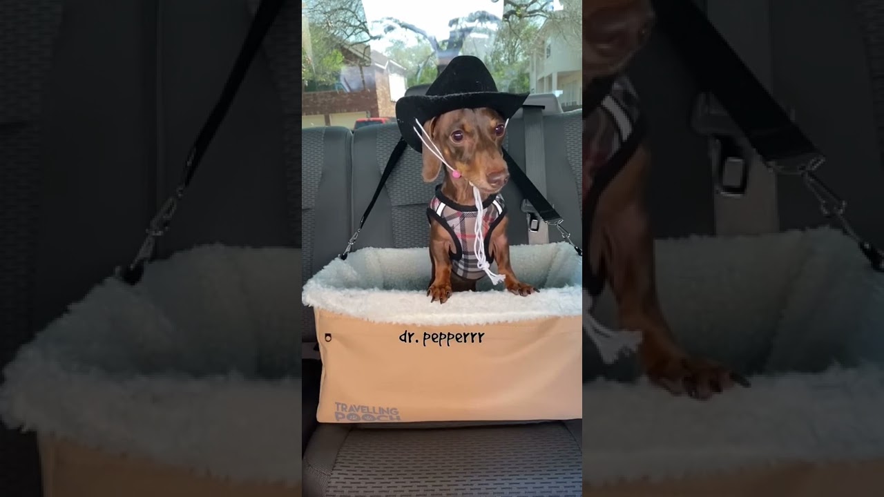 Friendly pets moments | Best of best funny pets videos  #Short #580