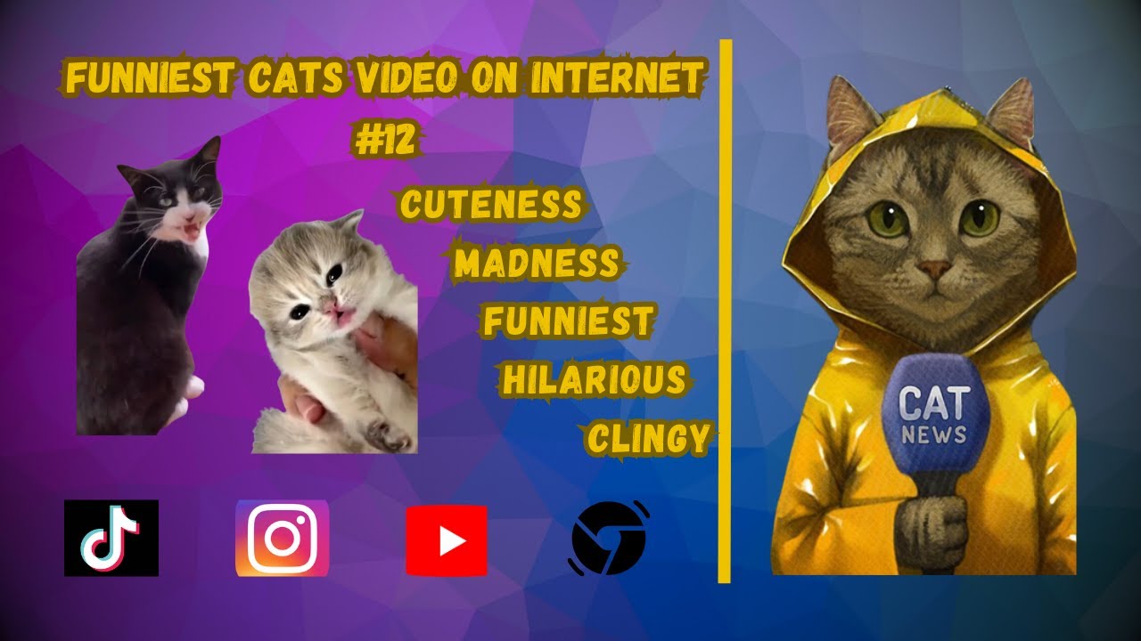 Funniest Cats Video on Internet | Cat Lovers Rejoice