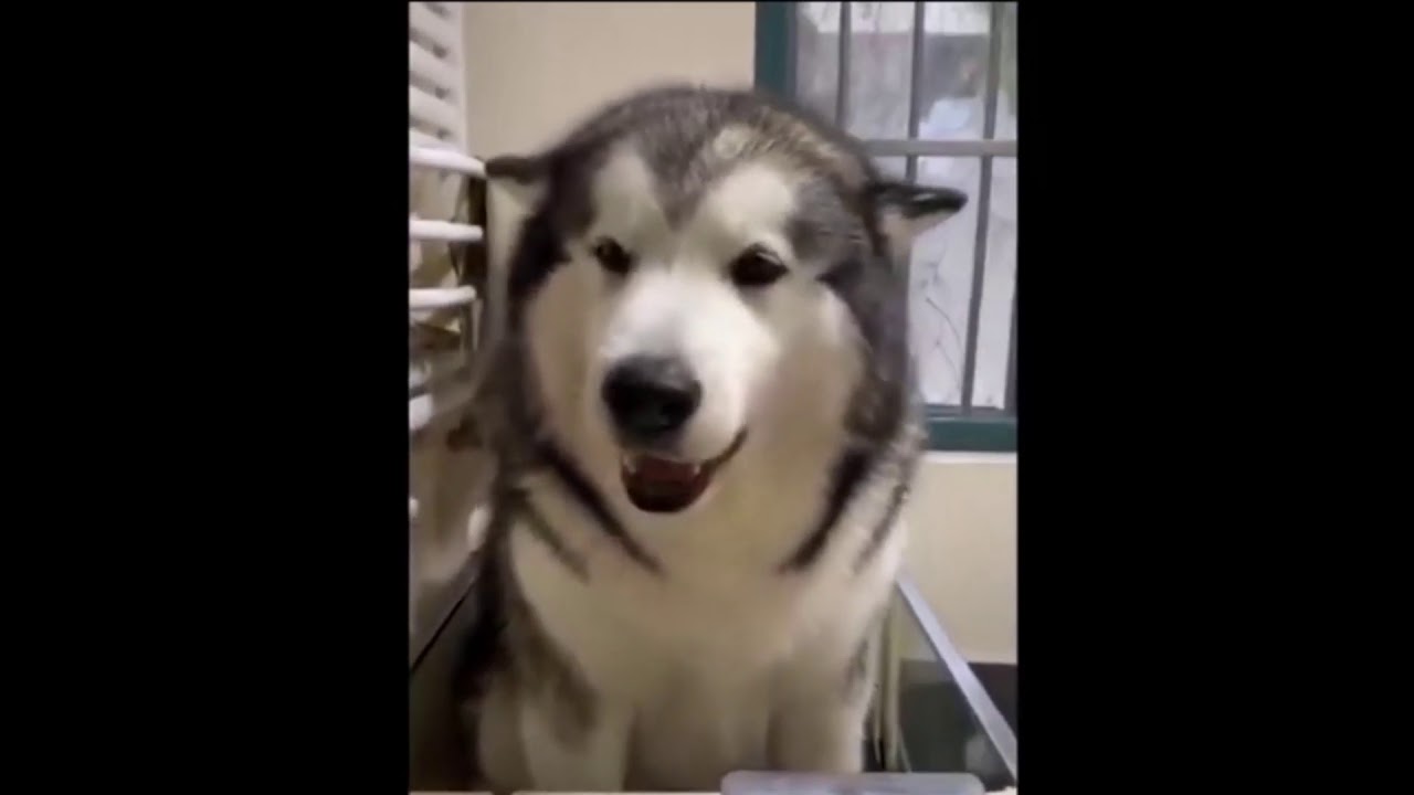 Funniest Cats and Dogs.   Cute and Funny Pets   Funny Animals Compilation