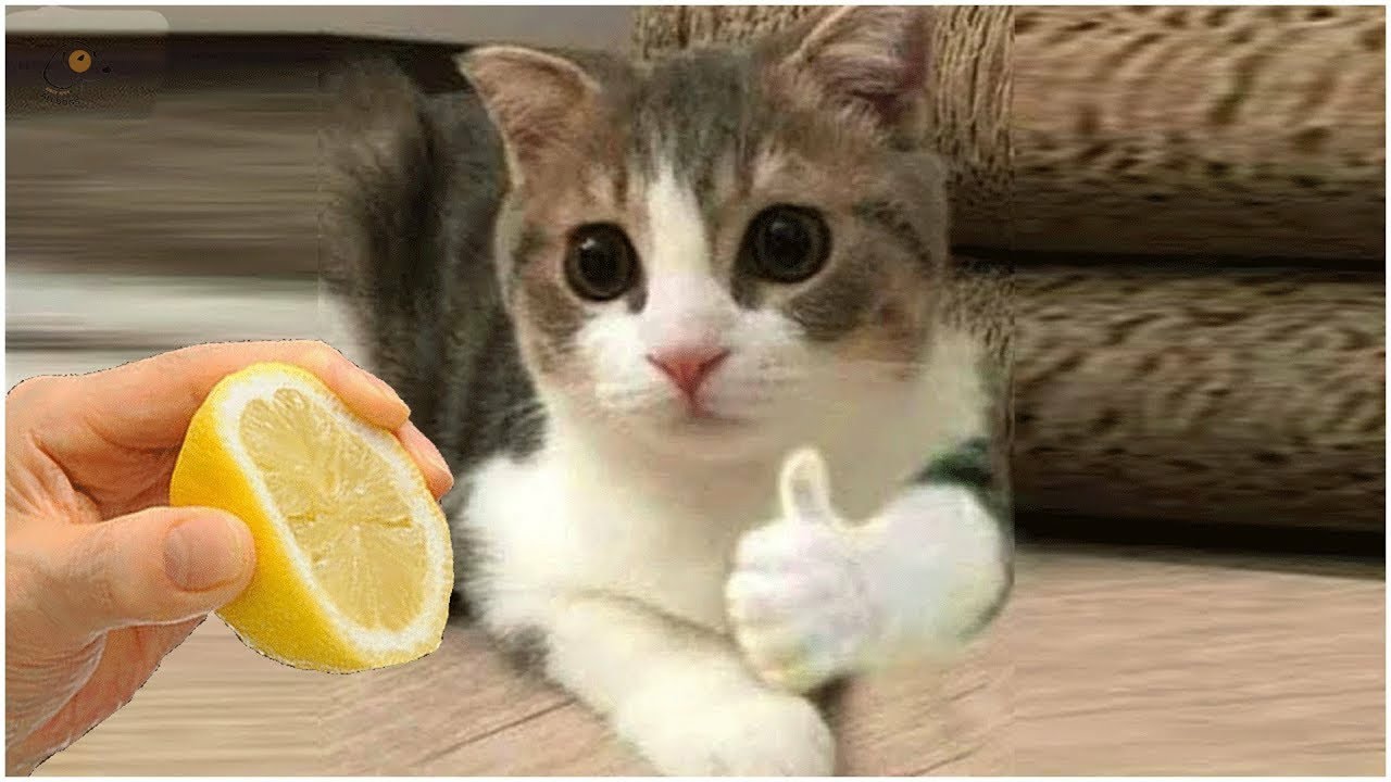 Funny And Cute Cats|| Funny Cat And Dog Videos 2022 || Bantu Cats