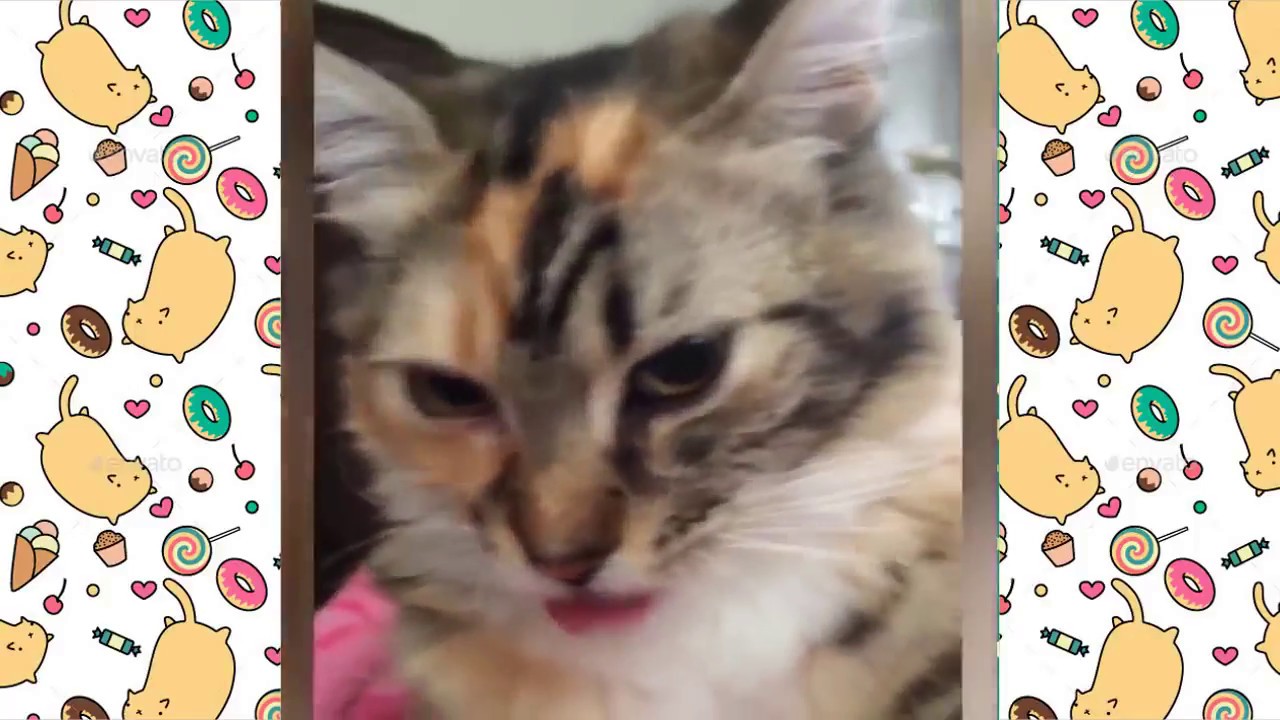 Funny Cat Videos / CAT VINE / FUNNY COMPILATION / CAT FAILS #1