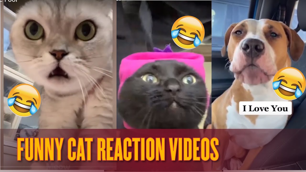 Funny Crazy Cat new 2021 | The Fool