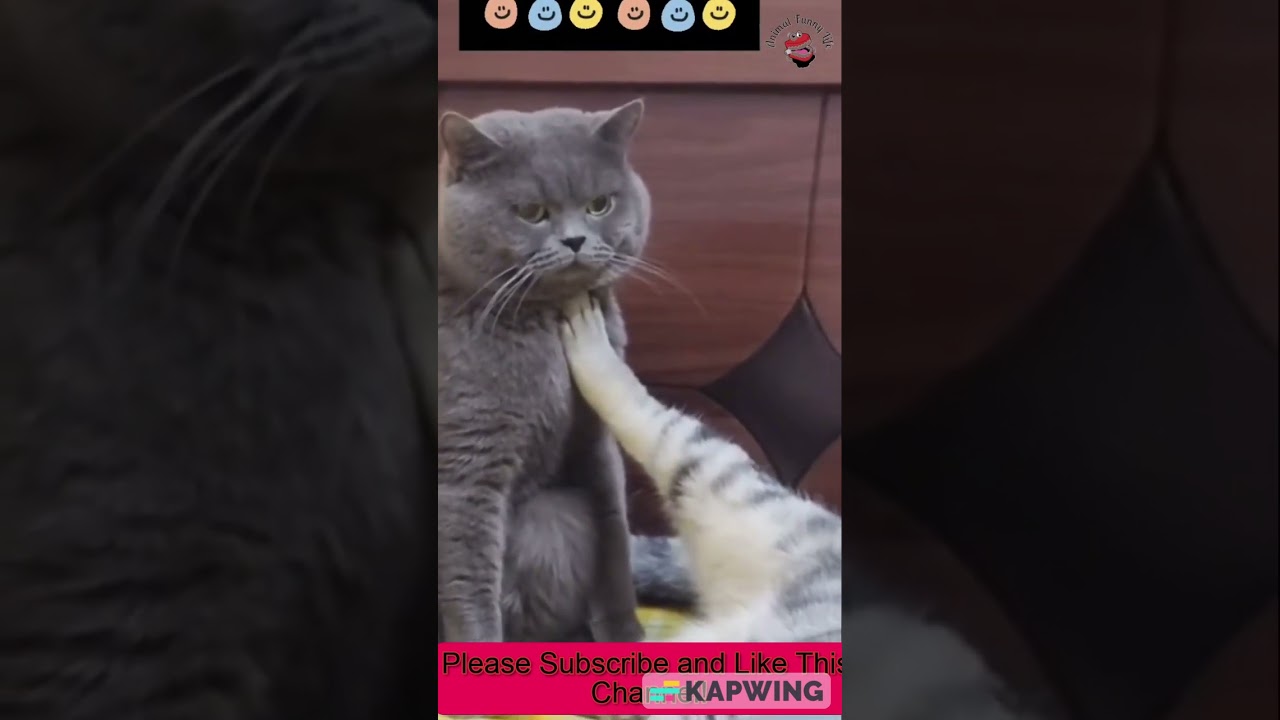 Funny Videos of Animal