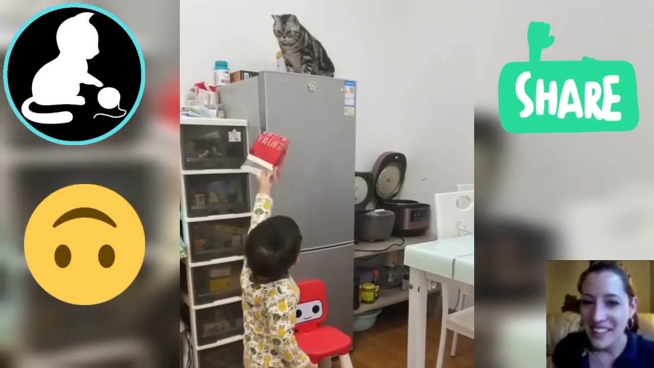 Funny and Cute Cat Compilation - The Purrfect Way to Brighten Your Day