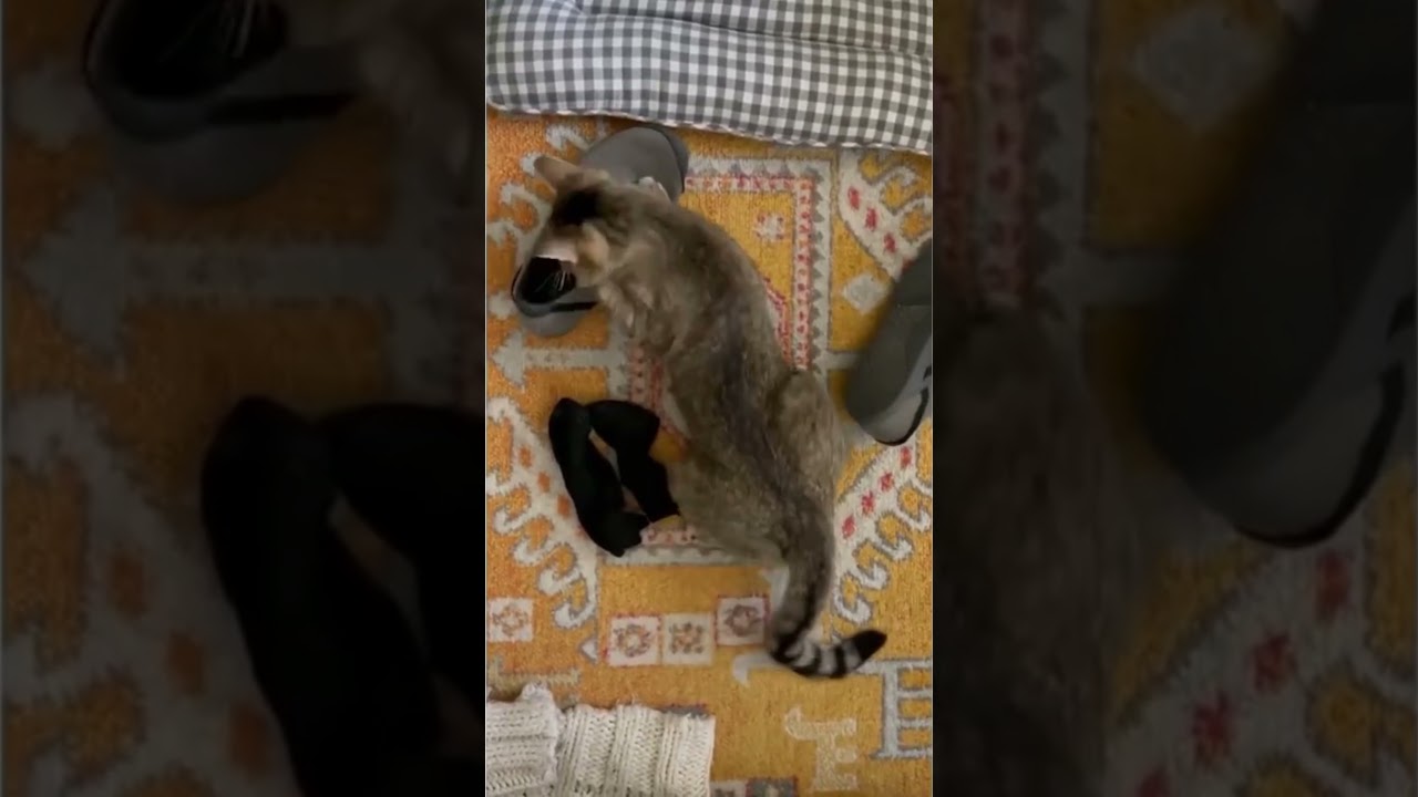 Funny cat really loves SHOES | Crazy cat ))) [Funny & cute animals] #shorts