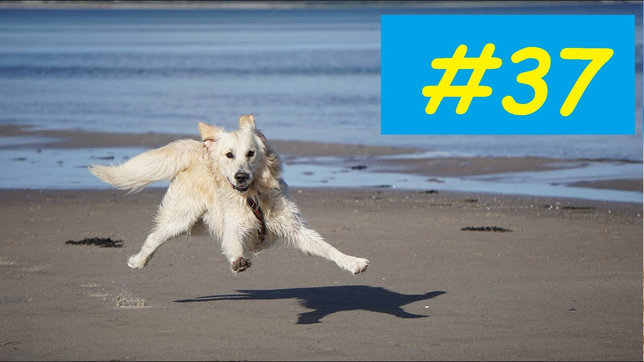 Funny cats and dogs will make your day more fun. Funny animals. Part 37 *** @Funny_Brill