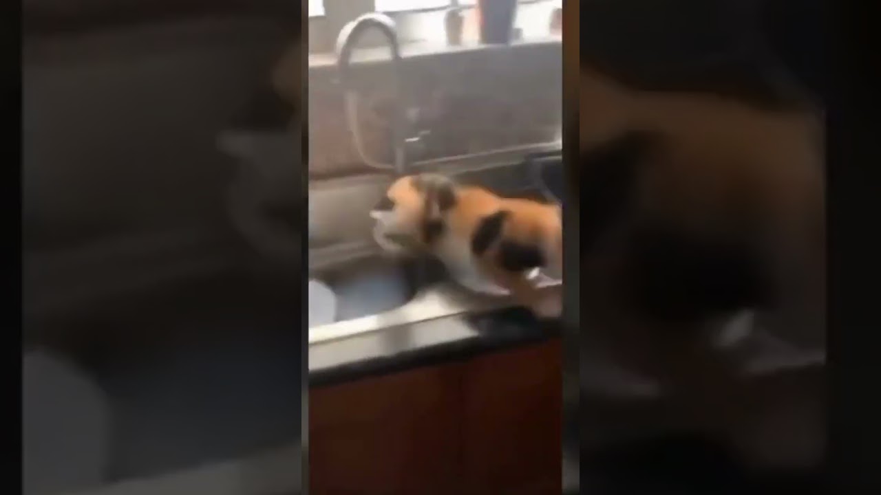 Funny crazy cat OMG !!! #shorts #cat #cats #catsoftiktok #animals #prank #funny #compilation