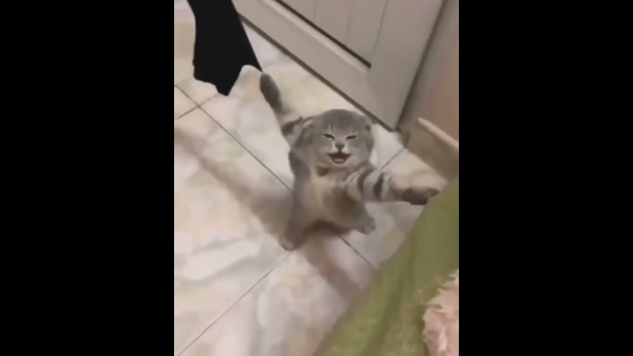 Hilarious Cat Memes Come to Life | Part 65 | #thedustycat #ytshorts #shorts