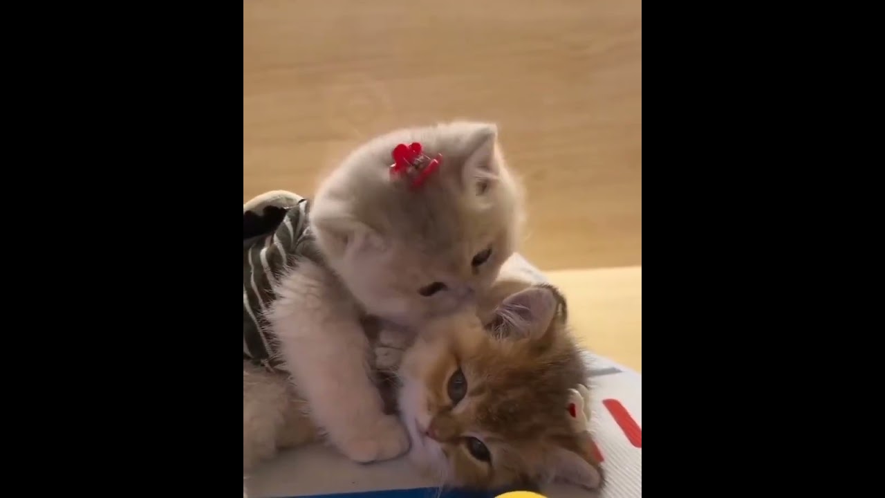 Hilarious Cat Memes Come to Life | Part 67 | #thedustycat #ytshorts #shorts