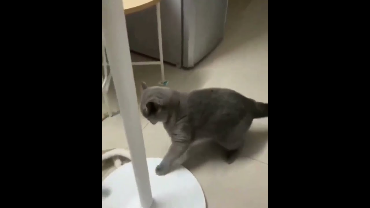 Hilarious Cat Memes Come to Life | Part 68 | #thedustycat #ytshorts #shorts