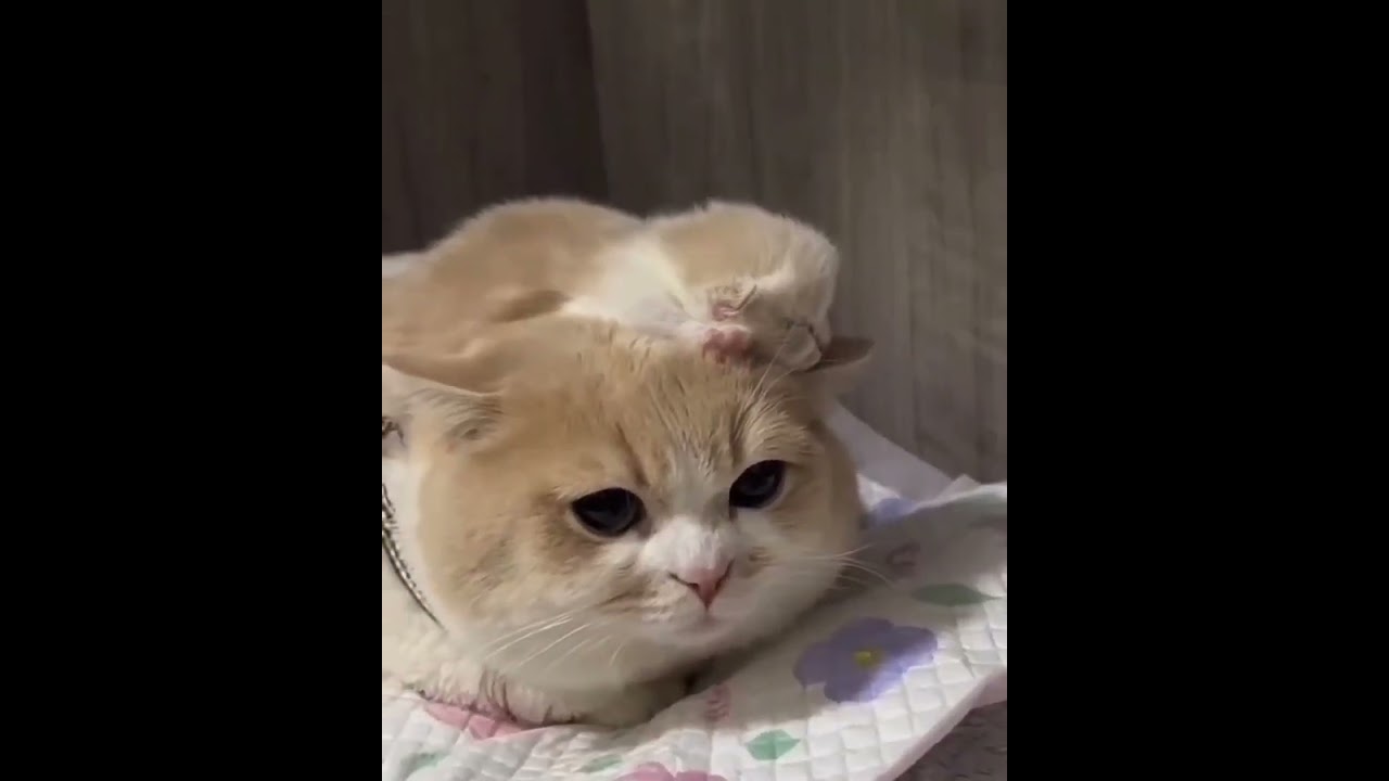 Hilarious Cat Memes Come to Life | Part 70 | #thedustycat #ytshorts #shorts