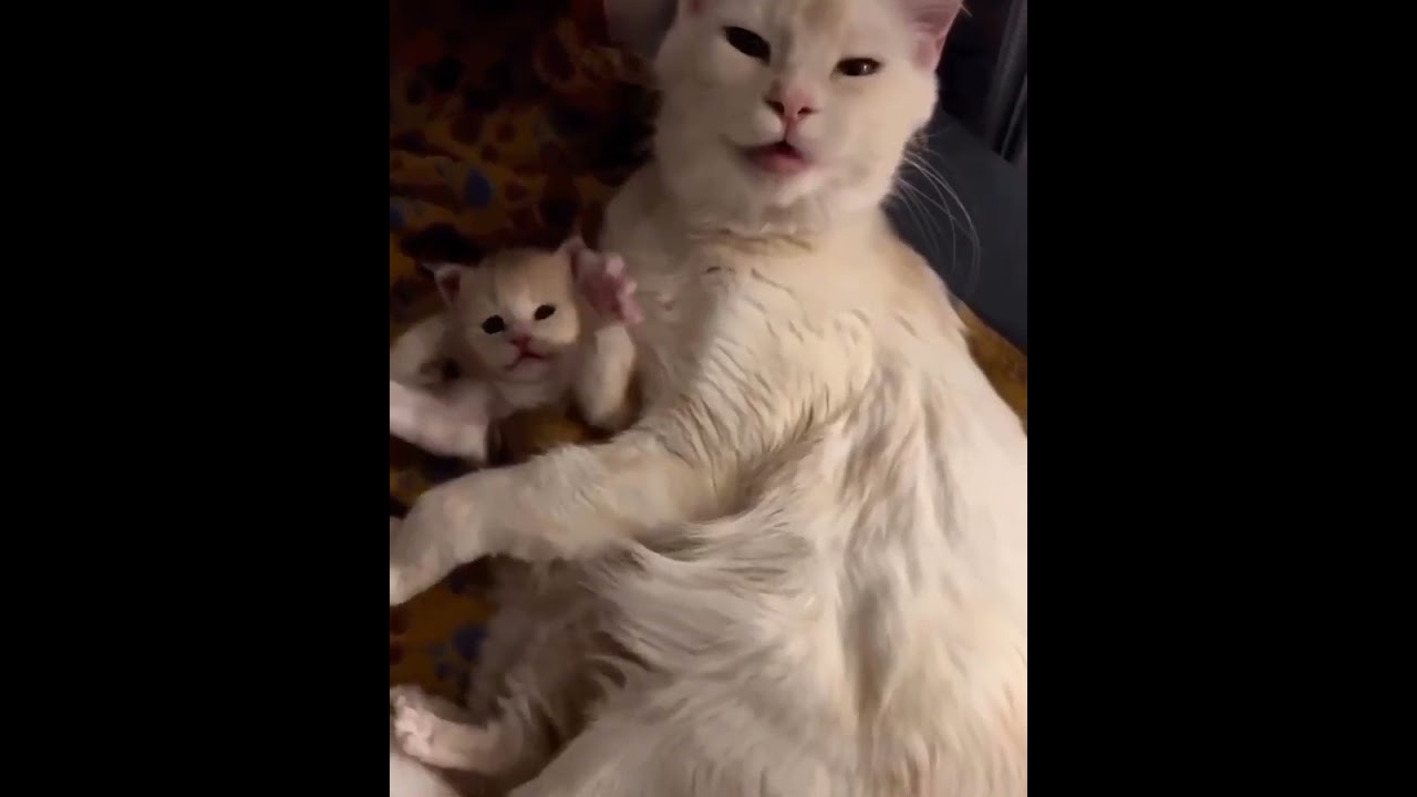 Hilarious Cat Memes Come to Life | Part 74 | #thedustycat #ytshorts #shorts