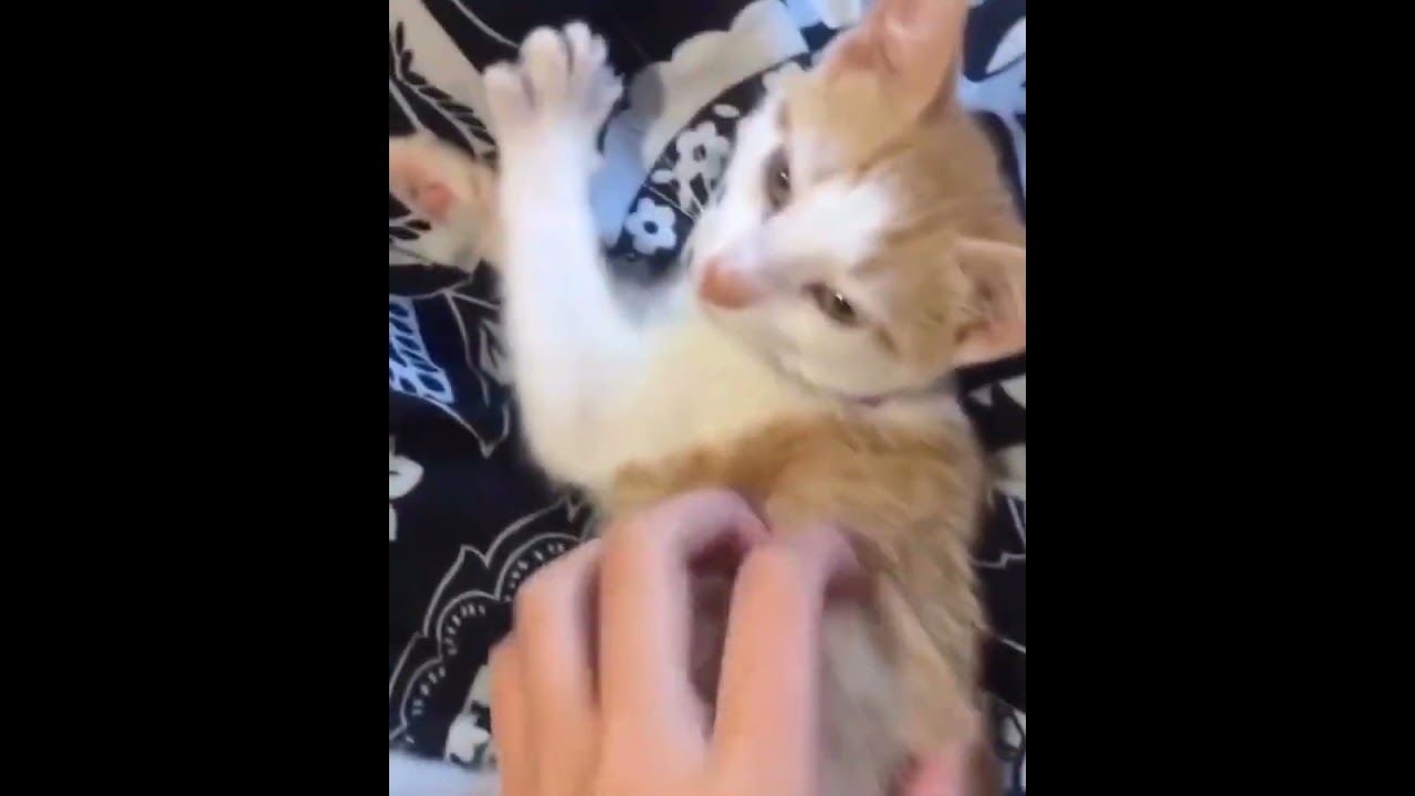 Hilarious Cat Memes Come to Life | Part 78 | #thedustycat #ytshorts #shorts