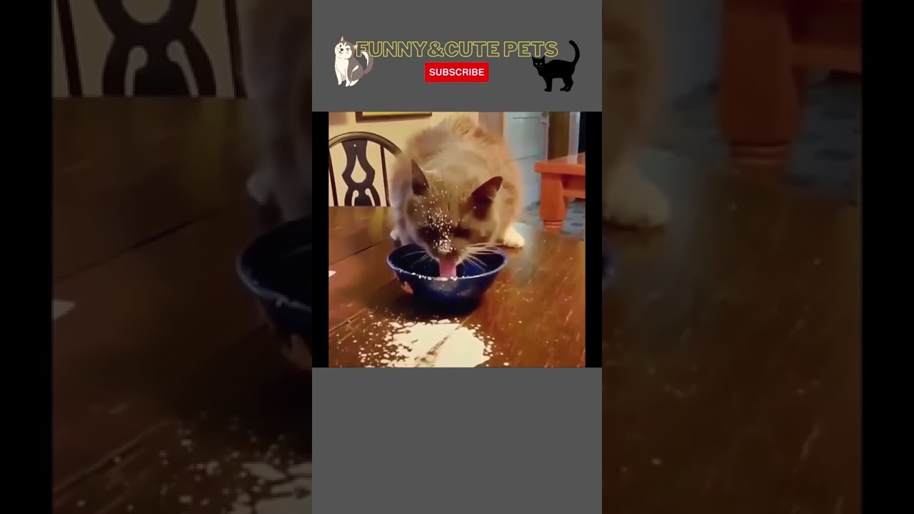 Hilarious cats fails  #cats #dogs #fail #shorts
