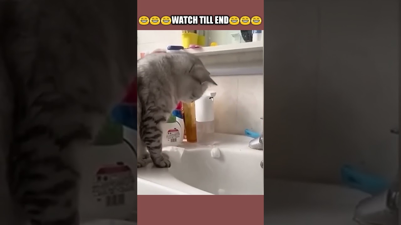 Laugh Out Loud with these Hilarious Comedy Pets!