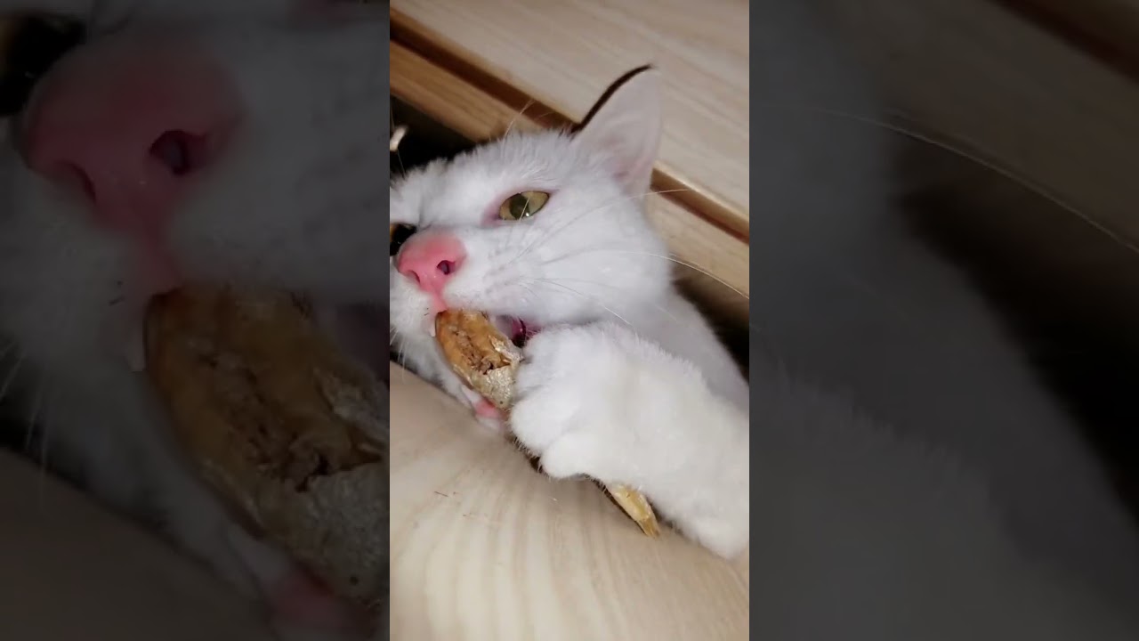 Laughing with Cute Kittens | #youtubeshorts