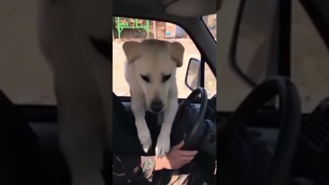 Pets are SOO Cute! pets pranks video #shorts