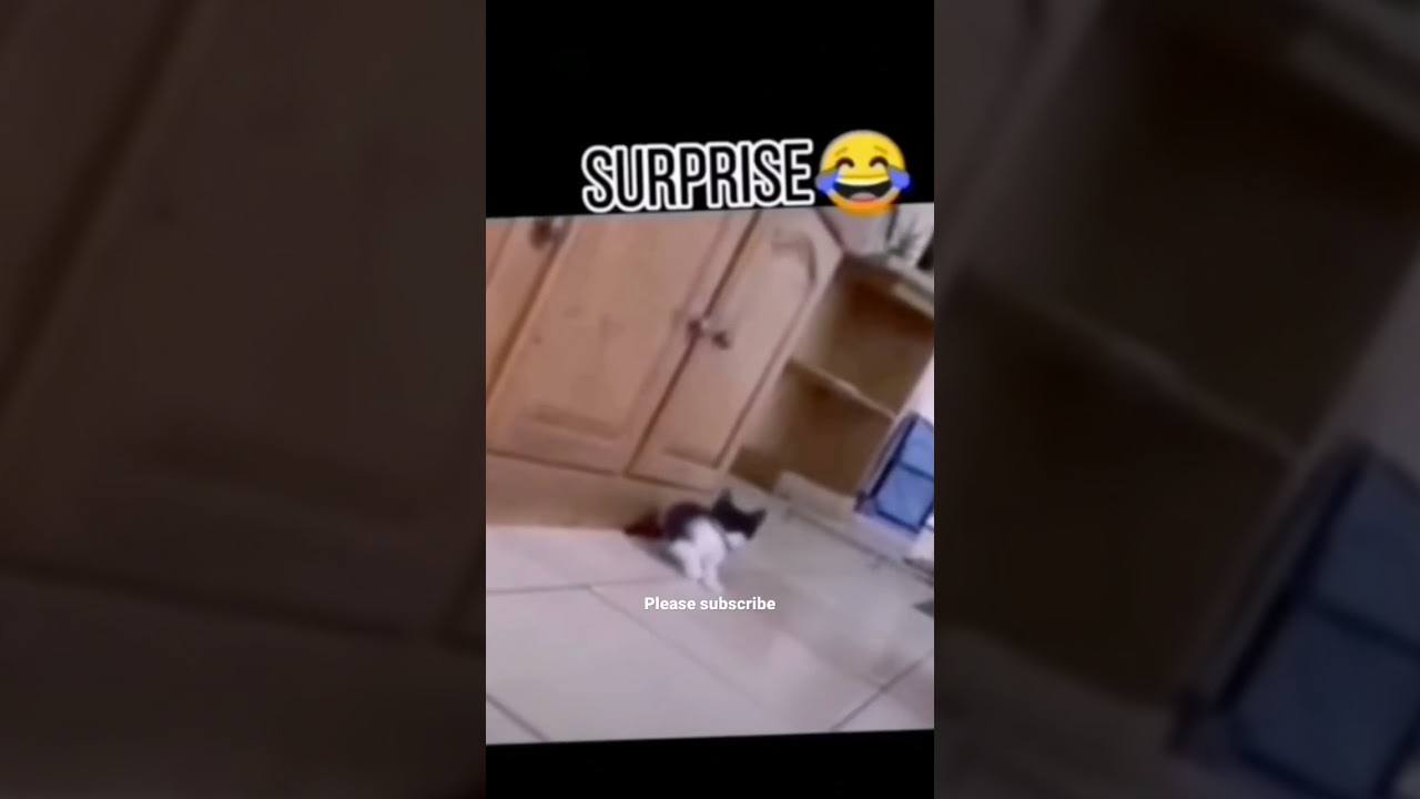 Real Surprise #shorts #shortsfeed #funnycats #funniest #prank #pranks #catlovers #catlovers