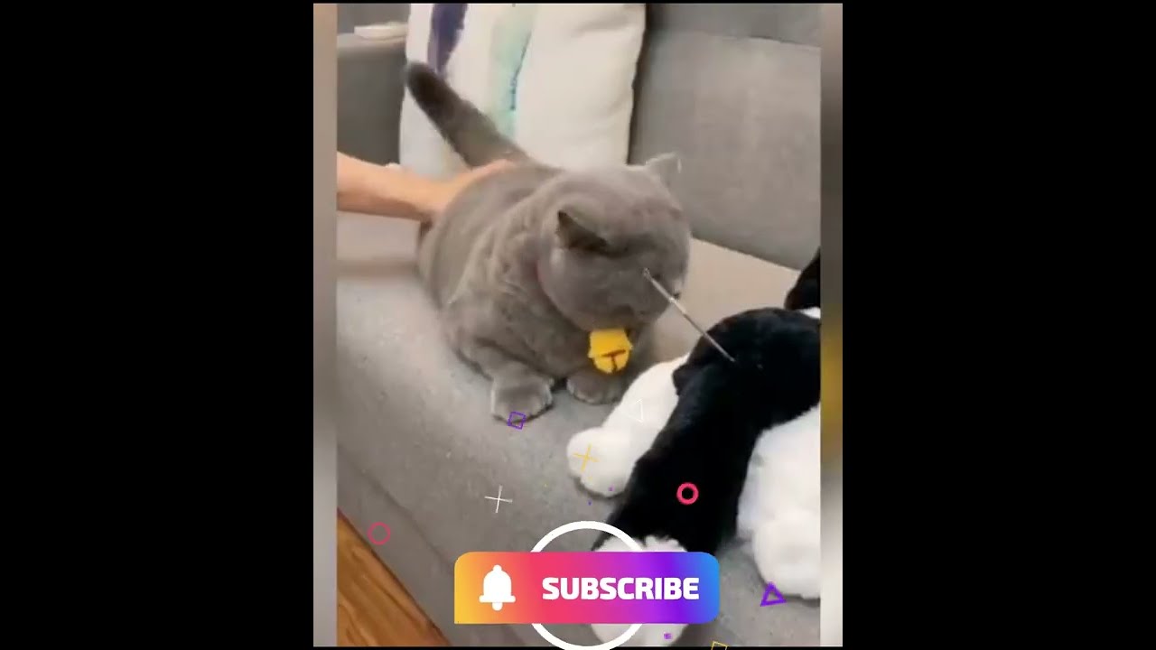 Stupid Crazy Cats doing Funny Things #shorts