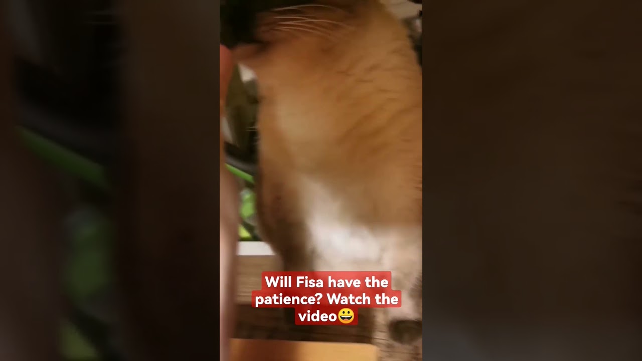 This animal has great patience #funny #cats #funnyvideo #pets