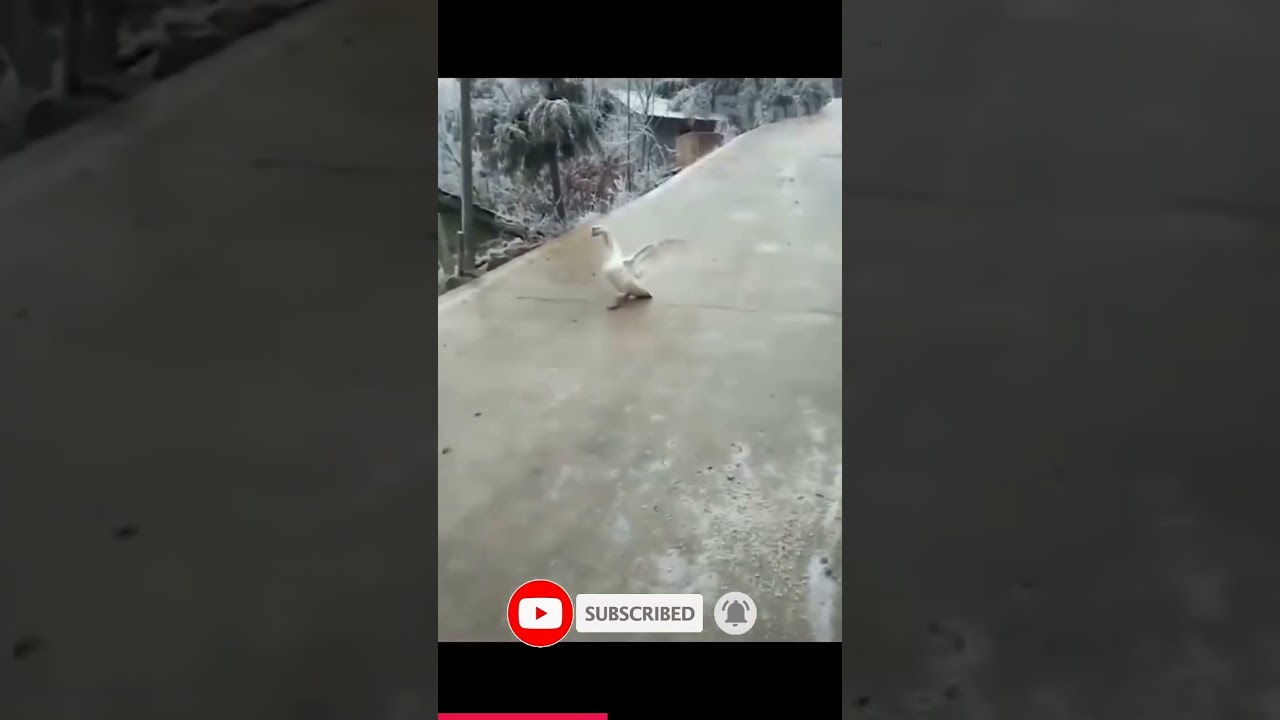 Unbelievable Animal Fails That Will Leave You in Tears of Laughter! #shorts #funny #cats #dogs