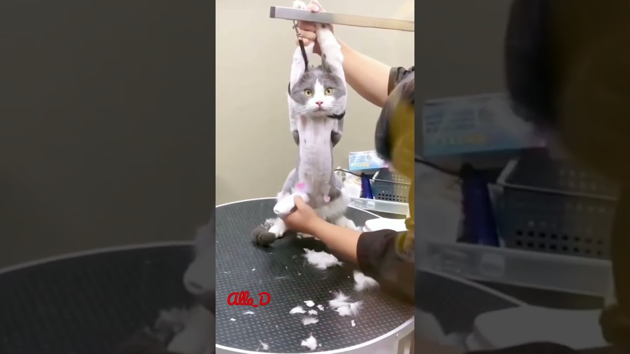 Unbelievable Cat Reactions You've Never Seen! #funny #shorts