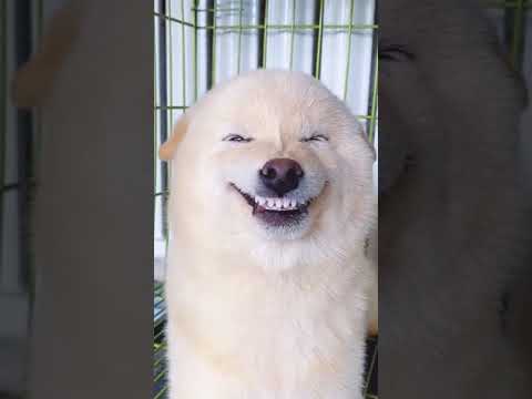 cat and dog reaction video 2023 | Footage No Copyright | #shortfootage #funny #cat