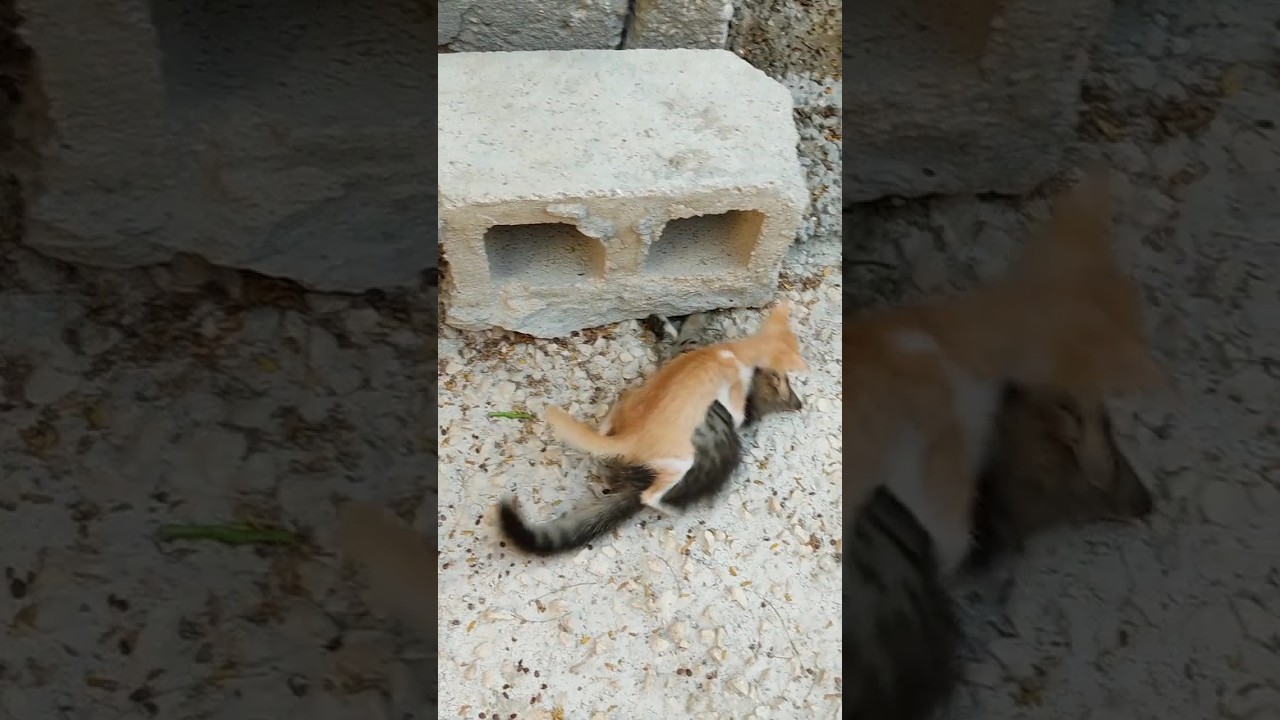 cat funny videos/cat videos for cats to watch #animals  #cat