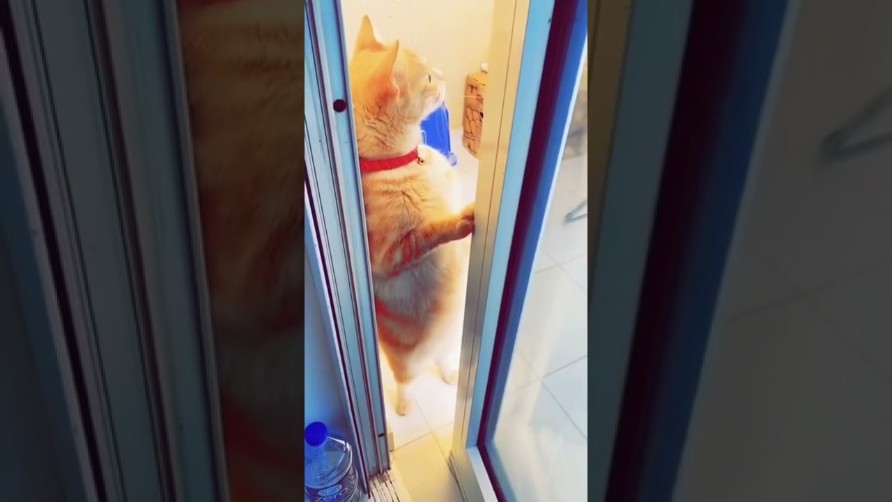 cute animals #shorts