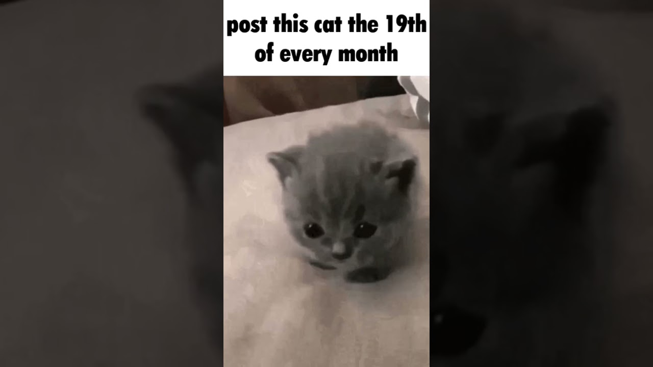 cute cat #cats #kitten