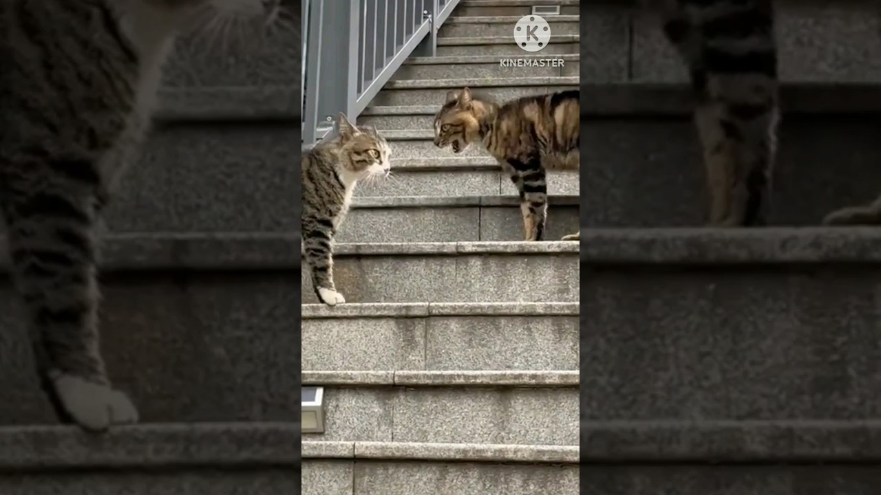 cute cat!! #shortvideo #funnycats #cats