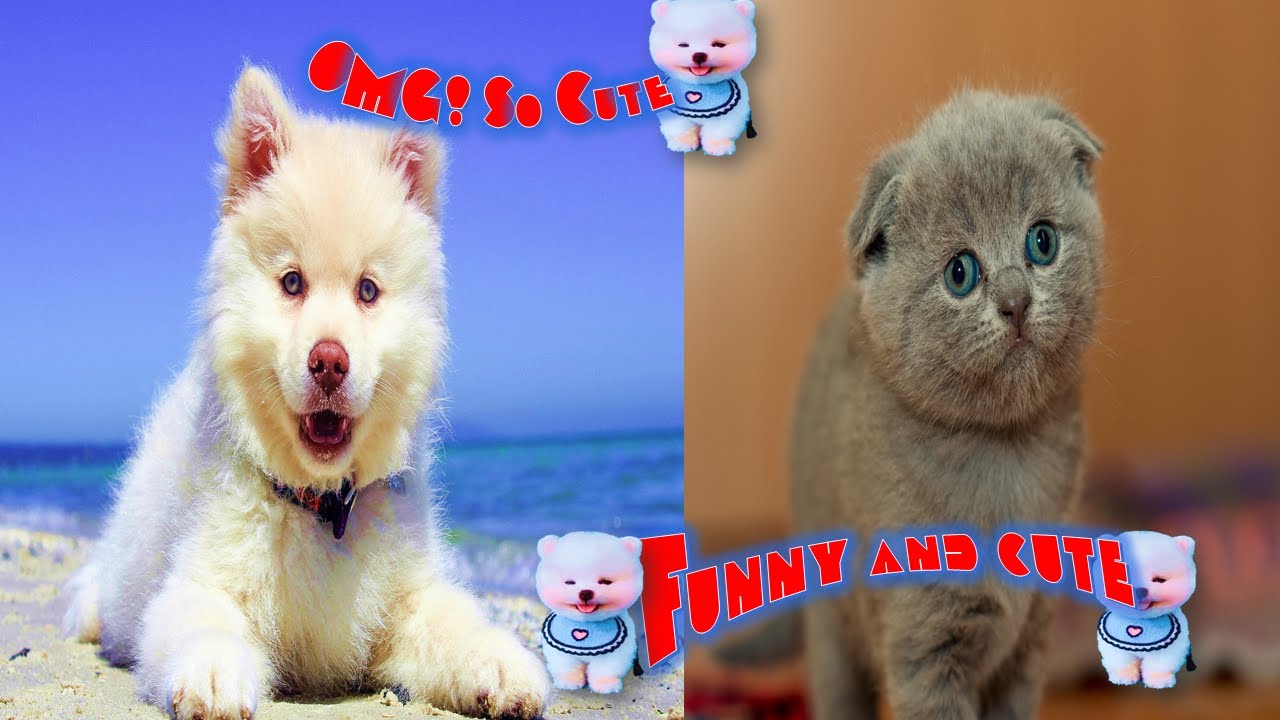 funny and cute cats - short funny cat videos #2