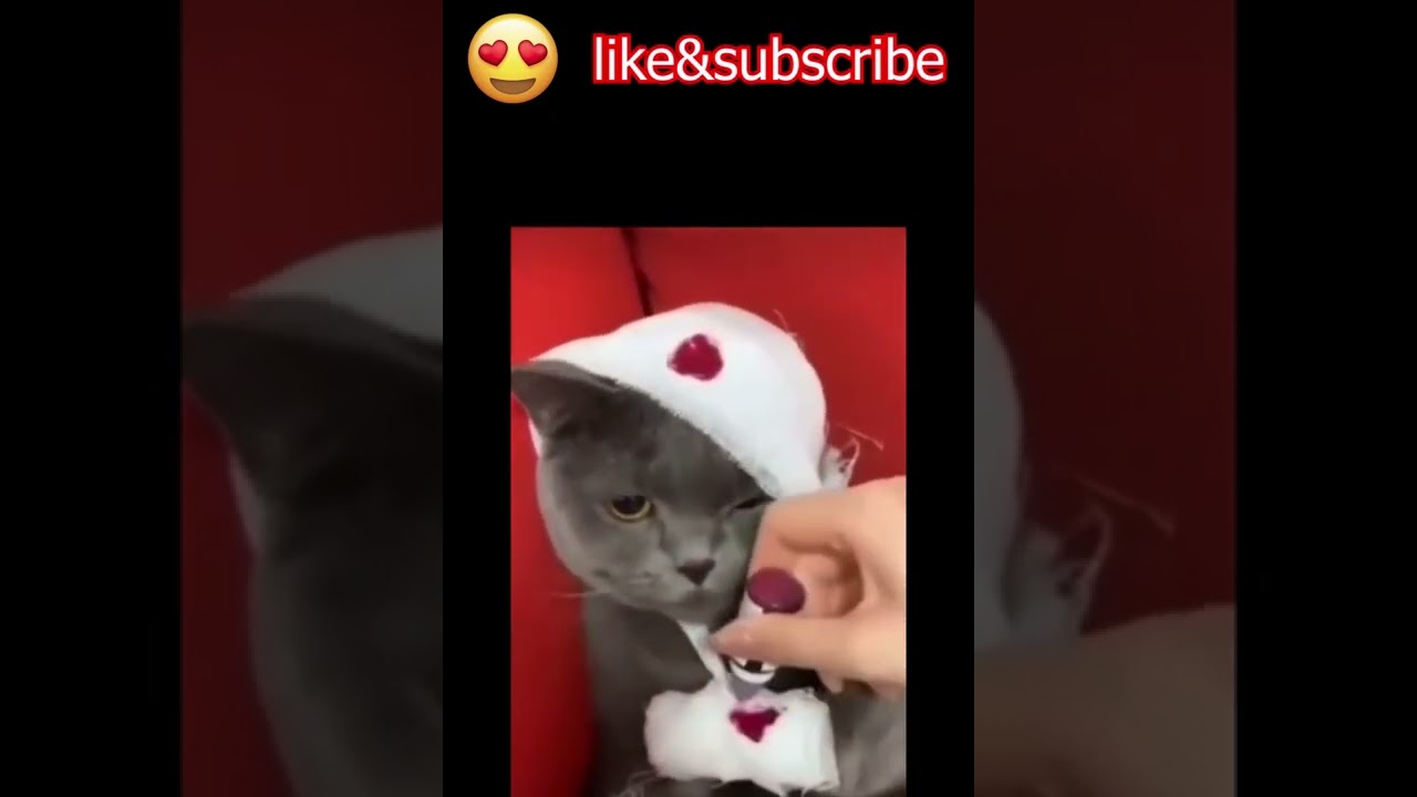 funny cats videos