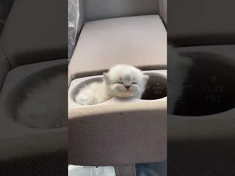 #shorts #trending #viral