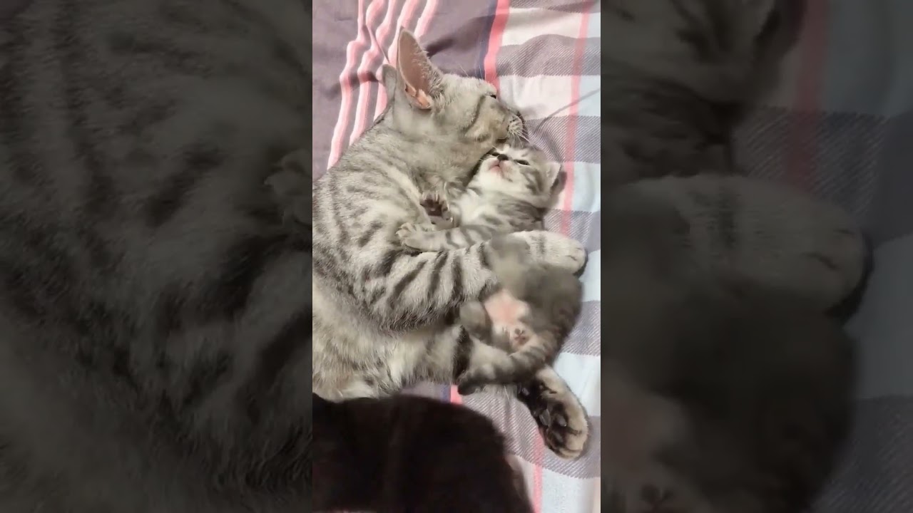 #shorts #viral #shortsvideo