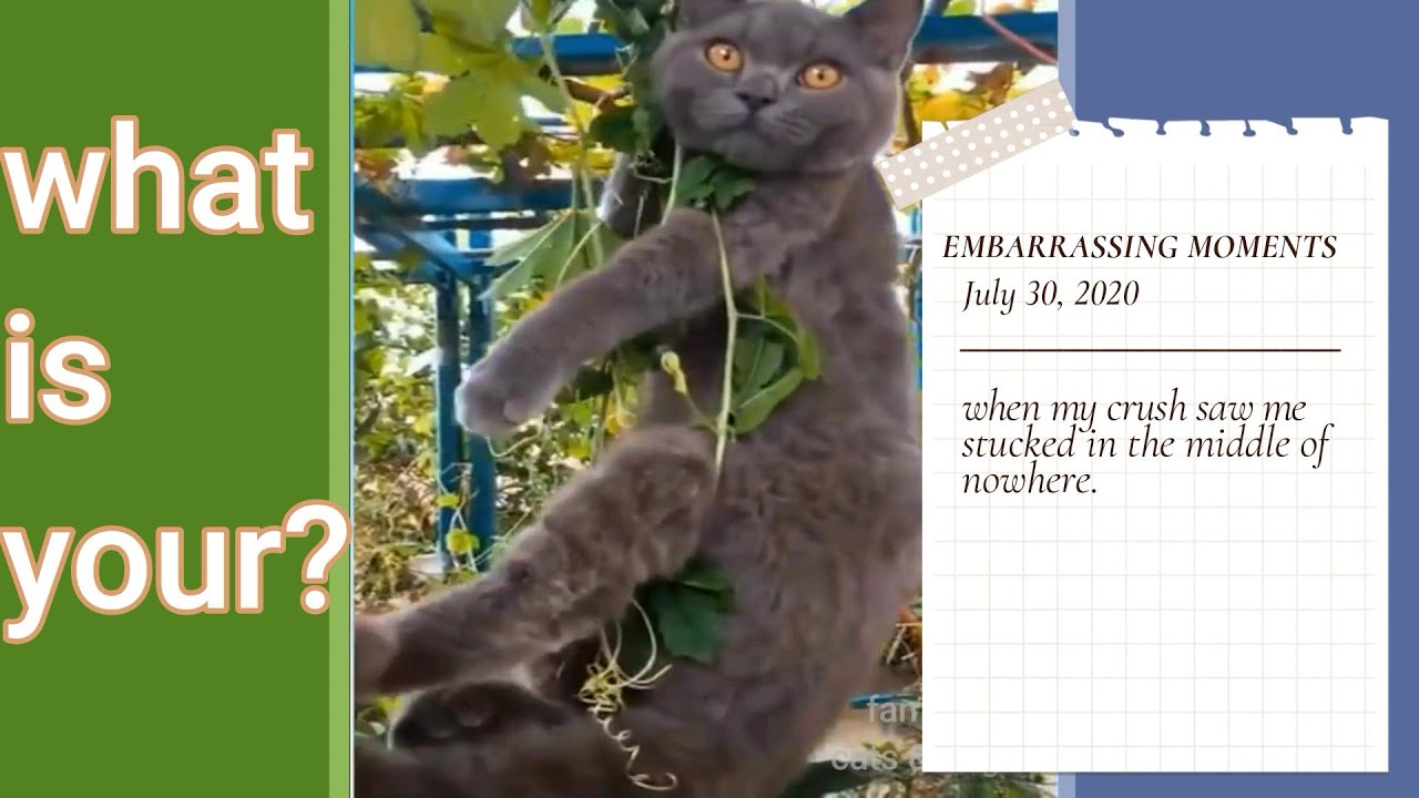 try not to laugh (hilarious cats and dogs compilation) funny fail tiktok  cute and nasty behaviour