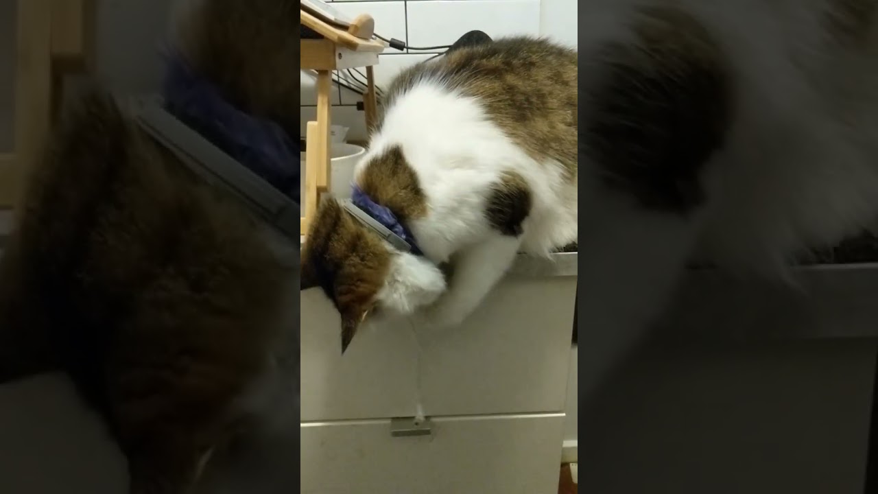 what Max the Cat does when I try to stream