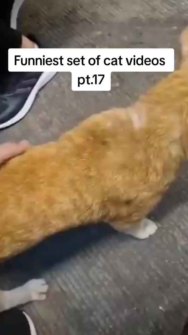 #Funniest contrivance of cat movies pt.17 #catvideos #cats #fyp #catsoftiktok #pets #pt17 #viral | Text TIKTOK to 833-880-7724 For A Free Night Promo Code