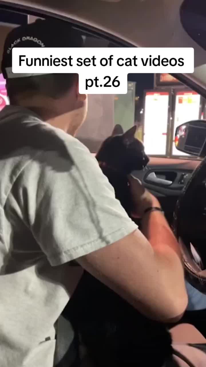 ##Funniest put aside of residing of cat videos pt.26 #catvideos #cats #fyp #catsoftiktok #pets #pt26 #viral | Text TIKTOK to 833-880-7724 For A Free Night Promo Code