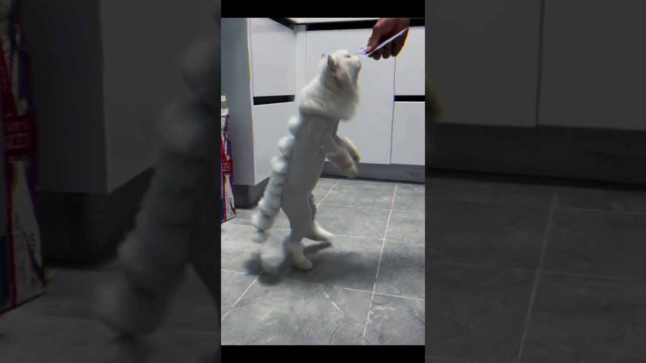 Laugh Out Loud with the Funniest Cat Video of All Time