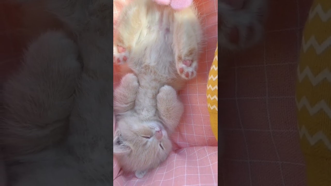 Laugh Out Loud with the Funniest Cat Video of All Time