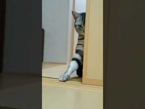 Get ready to laugh with these hilarious funny animal videos 88