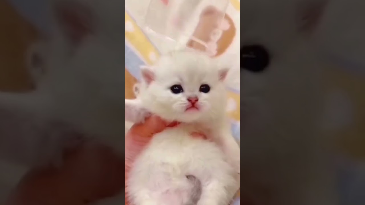 Laugh Out Loud with the Funniest Cat Video of All Time #7