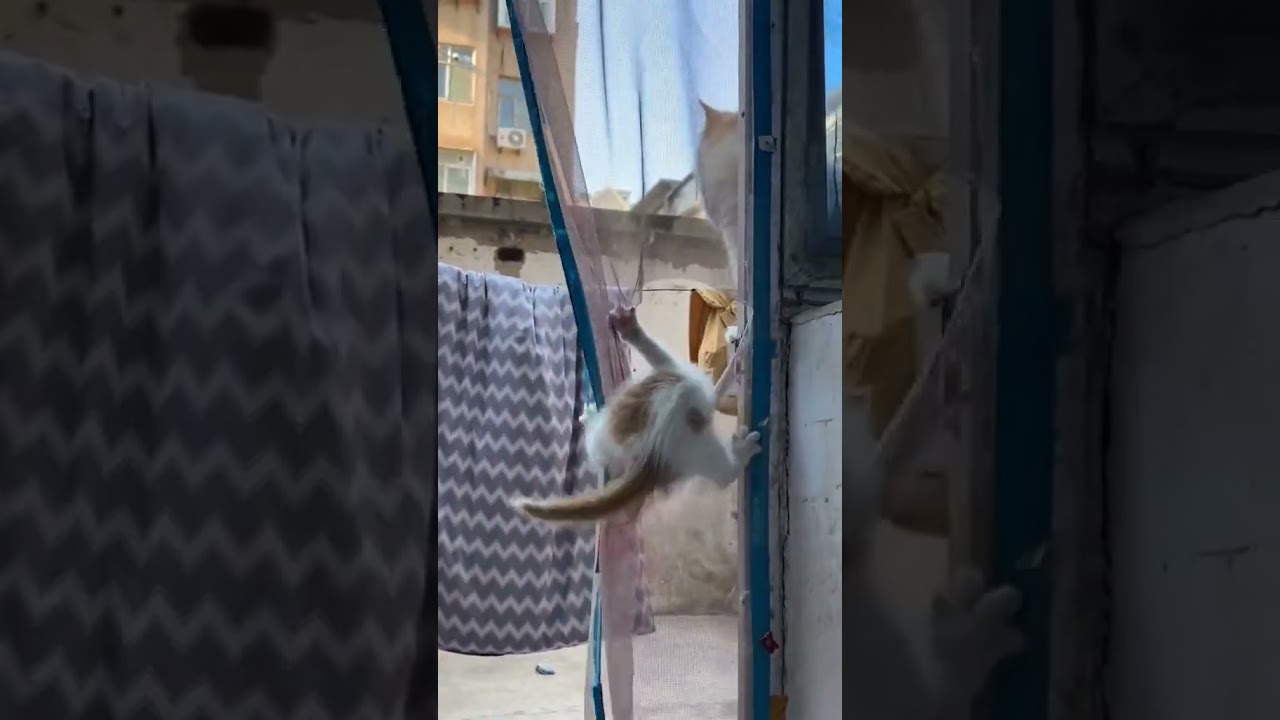 Cute Cats by Don Pets |#dog #dogsoftiktok #babydog #viral #foryou #trending #catsoftiktok #usa #kit