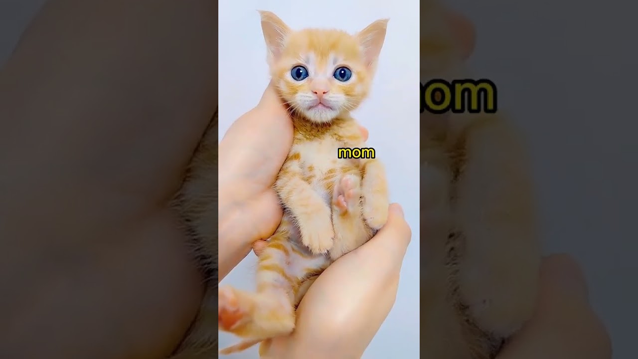 Laugh Out Loud with the Funniest Cat Video of All Time #12