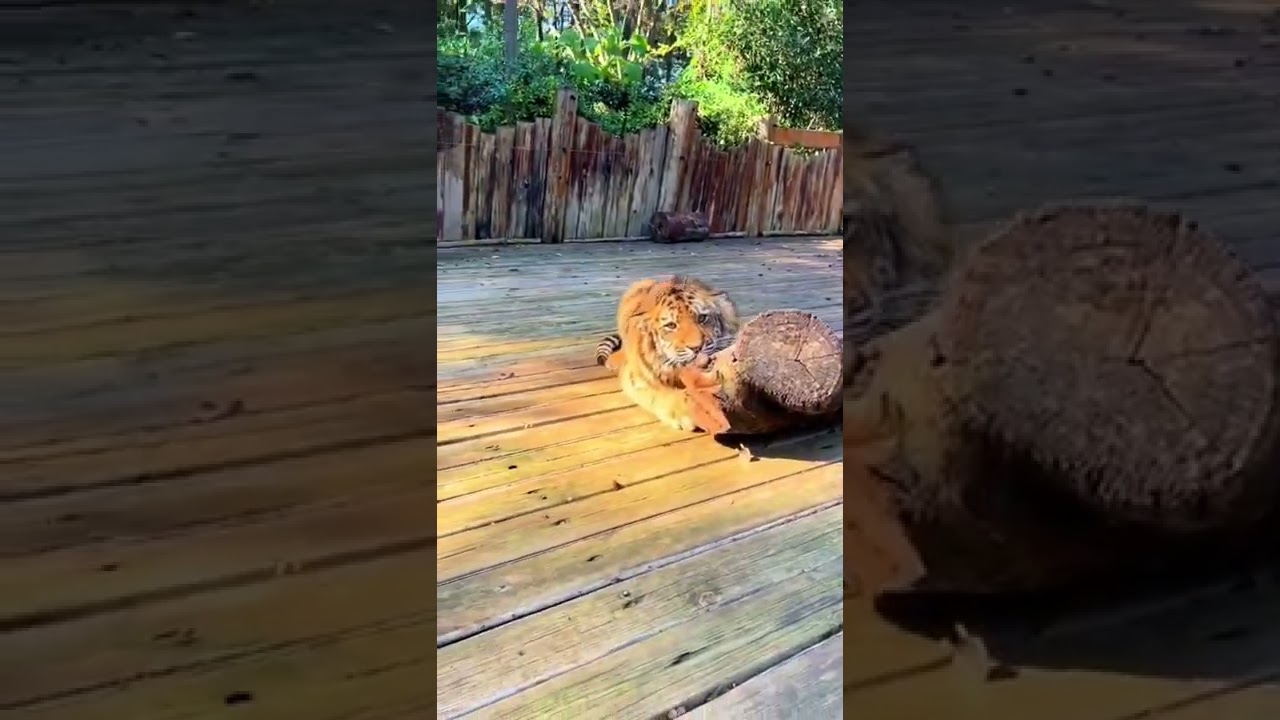 Baby animals HD  Shorts #