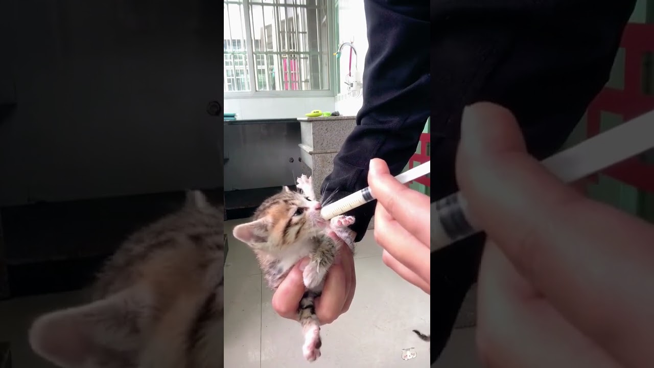 Laugh Out Loud with the Funniest Cat Video of All Time