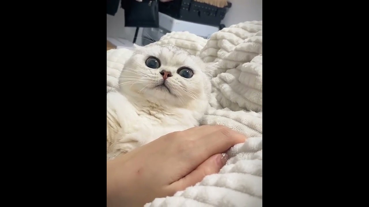 Laugh Out Loud with the Funniest Cat Video of All Time #21