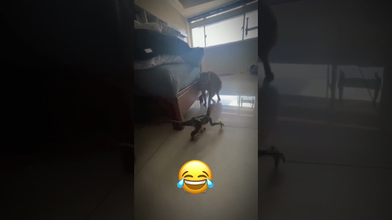 Laugh Out Loud with the Funniest Cat Video of All Time