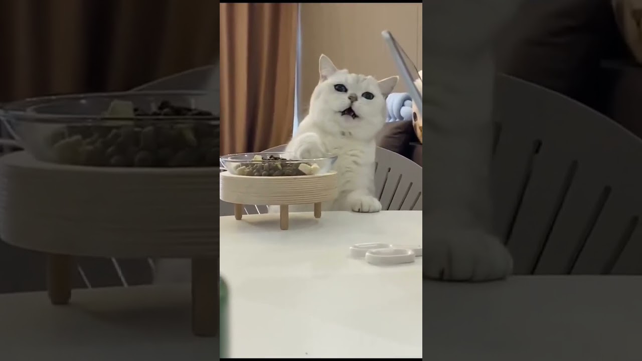 Laugh Out Loud with the Funniest Cat Video of All Time